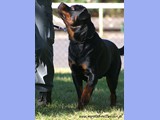 DYLAN Marstal - 23 mies./ 23 months - na obozie/ on obedience camp