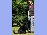 DYLAN Marstal - 23 mies./ 23 months - na obozie/ on obedience camp